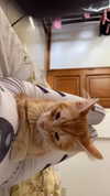 littlemiauwu Altpins Profile Picture
