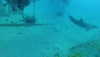 lotembar Altpins Profile Picture