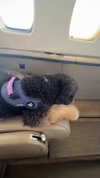 camilla_classy Altpins Profile Picture