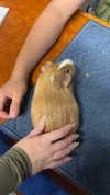 carmmieecat Altpins Profile Picture
