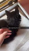 carmmieecat Altpins Profile Picture