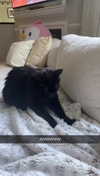 carmmieecat Altpins Profile Picture