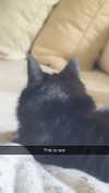 carmmieecat Altpins Profile Picture