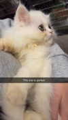 carmmieecat Altpins Profile Picture