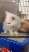 carmmieecat Altpins Profile Picture