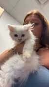 carmmieecat Altpins Profile Picture