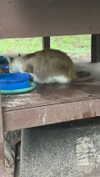 carmmieecat Altpins Profile Picture