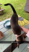 carmmieecat Altpins Profile Picture