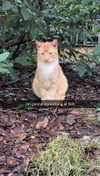 carmmieecat Altpins Profile Picture