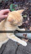 carmmieecat Altpins Profile Picture
