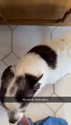 carmmieecat Altpins Profile Picture