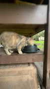 carmmieecat Altpins Profile Picture