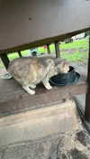 carmmieecat Altpins Profile Picture