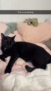carmmieecat Altpins Profile Picture