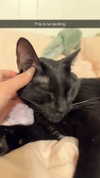 carmmieecat Altpins Profile Picture