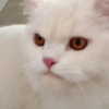 joslinw Altpins Profile Picture