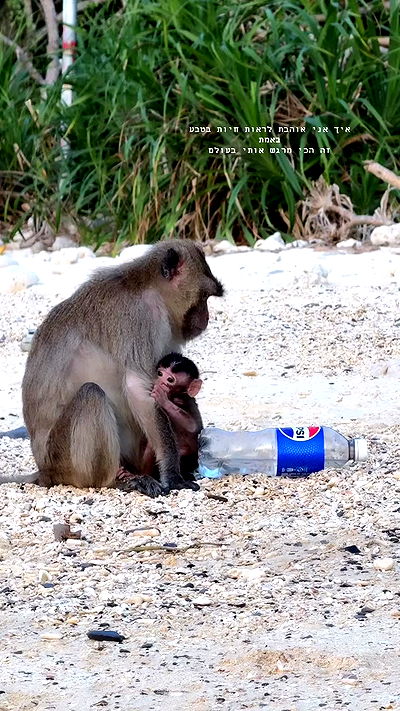 kesemgreenyer kesemgreenyer archive video