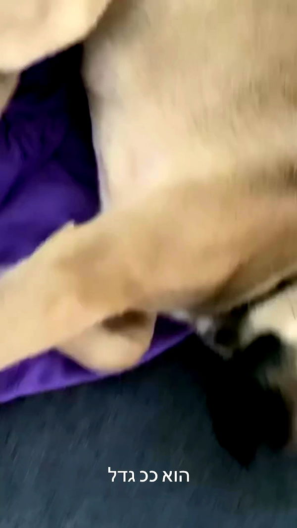 dustheadd archive video preview