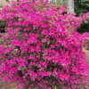 elena_wstt Altpins Profile Picture