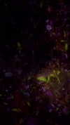 chantellemsia Altpins Profile Picture