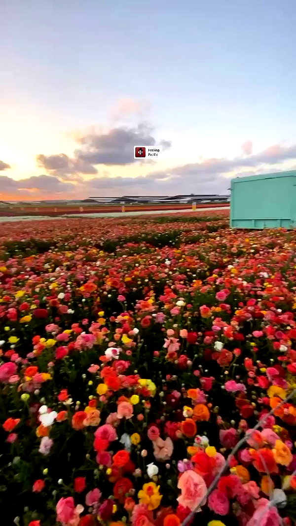 shirel.varol archive video preview