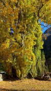 jade.schutte Altpins Profile Picture