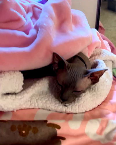 iluvmeww iluvmeww archive video