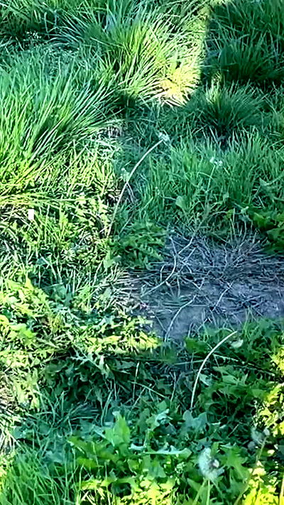 _animechika_ _animechika_ archive video