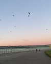 florenceros.e Altpins Profile Picture