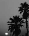_lironatias Altpins Profile Picture