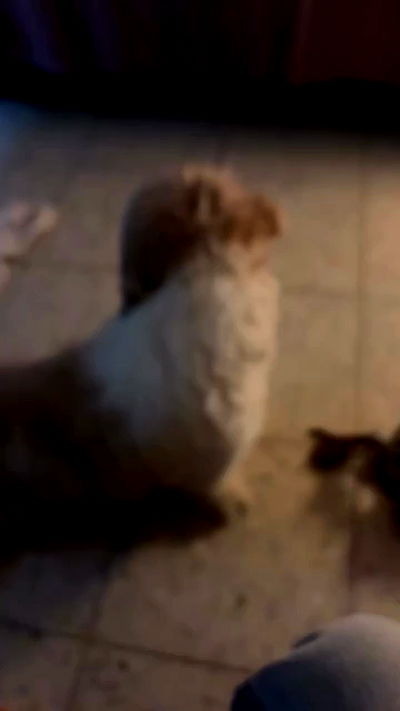 _._dianush._ _._dianush._ archive video