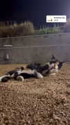 valeriecastellano Altpins Profile Picture