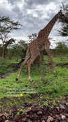 alinaaignatova Altpins Profile Picture