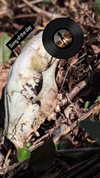 zz.eazoning Altpins Profile Picture