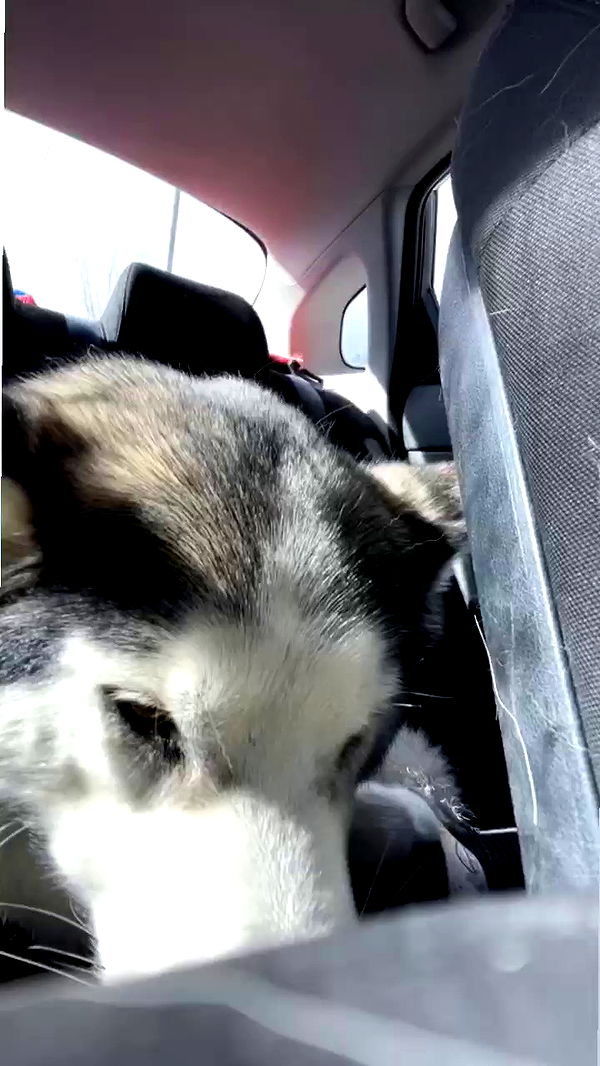 _animechika_ archive video preview