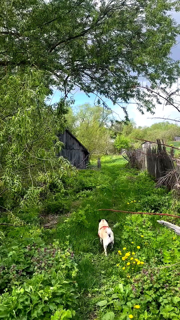 nyityam archive video preview