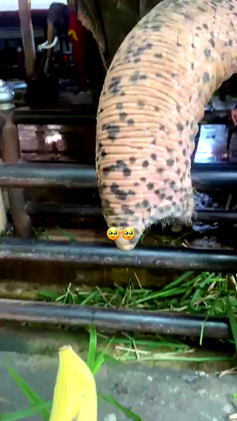 a.shaked_ archive video preview