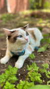 pixieonyxx Altpins Profile Picture