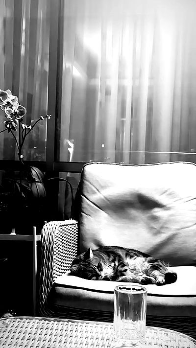 romy_ayalla_lavi romy_ayalla_lavi archive video