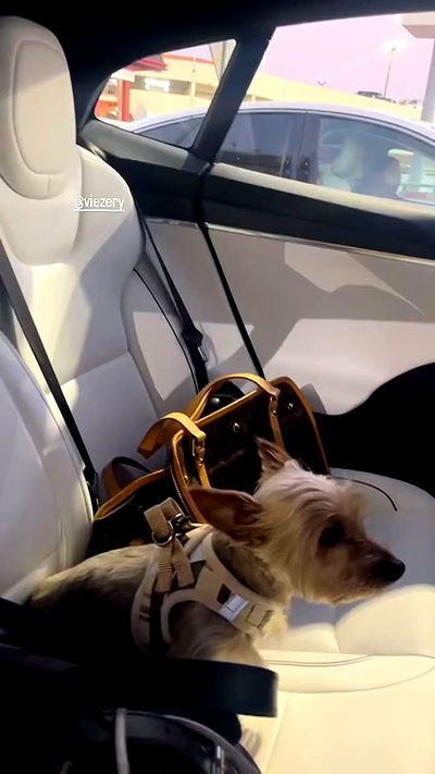 viezery viezery archive video