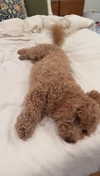 cclaire.bbear1 Altpins Profile Picture