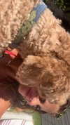cclaire.bbear1 Altpins Profile Picture