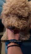 cclaire.bbear1 Altpins Profile Picture