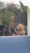 cclaire.bbear1 Altpins Profile Picture