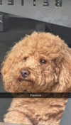 cclaire.bbear1 Altpins Profile Picture