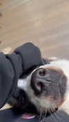 cclaire.bbear1 Altpins Profile Picture