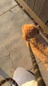 cclaire.bbear1 Altpins Profile Picture