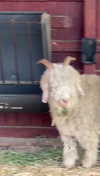 cclaire.bbear1 Altpins Profile Picture
