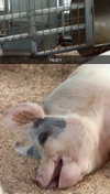 cclaire.bbear1 Altpins Profile Picture