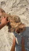 cclaire.bbear1 Altpins Profile Picture